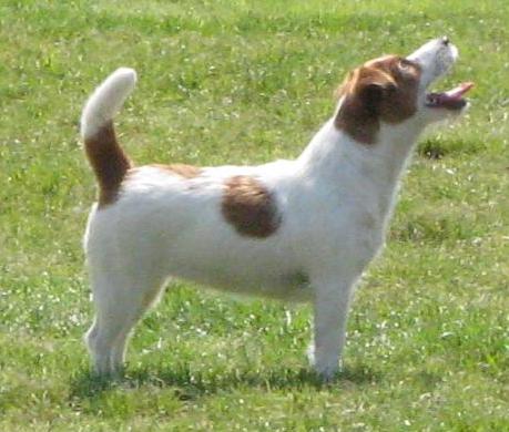 To je výstavní postoj, co... A na agility...
