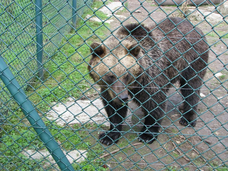 I dva medvědi tam byli - hned vedle laní...