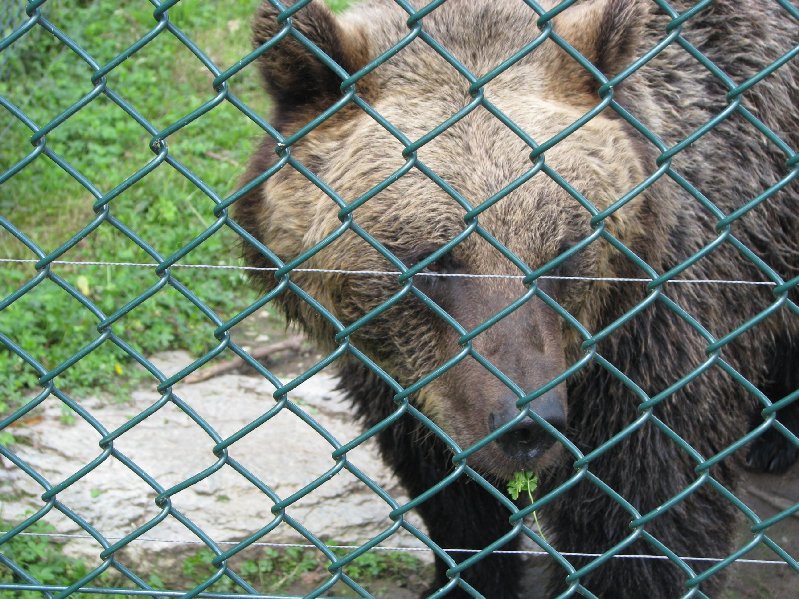 Méďa zblízka...